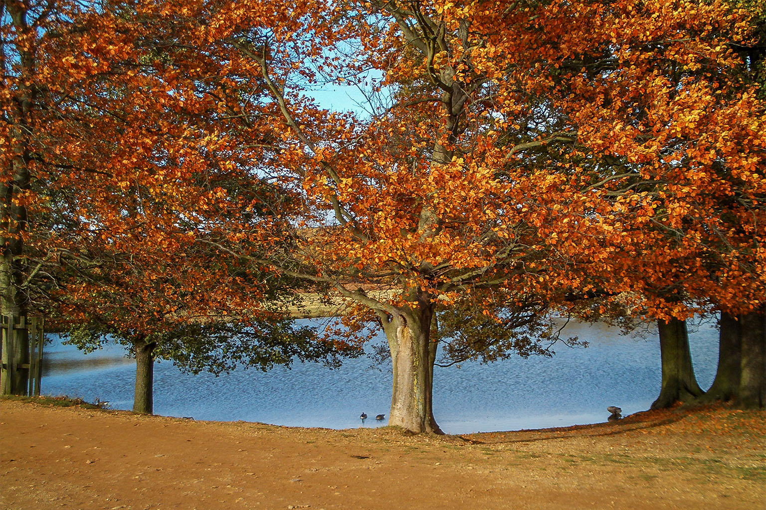 Trees with autumn colours by a lake